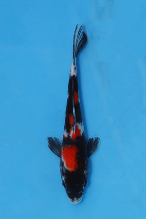 Showa Koi 22cm Nisai from Maruhiro Koi Farm Japan EK6760 available from Elite Koi UK