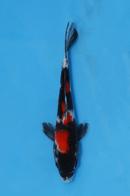 Showa Koi 22cm Nisai from Maruhiro Koi Farm Japan EK6760 available from Elite Koi UK