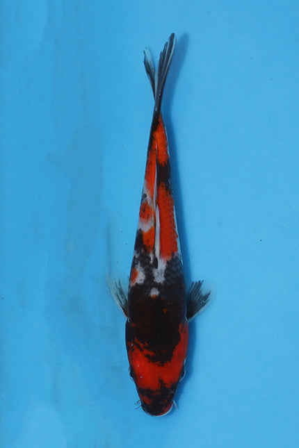 Elite Koi Winter Grow-Out: 35 Showa & 15 Sanke from Maruhiro - Showa