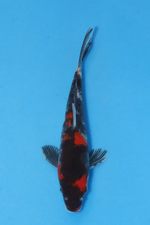 Elite Koi Winter Grow-Out: 35 Showa & 15 Sanke from Maruhiro - Showa