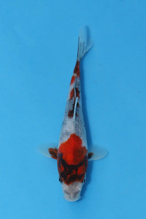 Elite Koi Winter Grow-Out: 35 Showa & 15 Sanke from Maruhiro - Showa