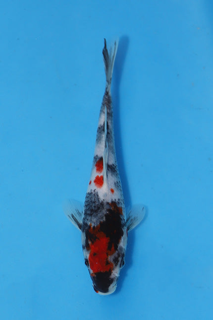 Elite Koi Winter Grow-Out: 35 Showa & 15 Sanke from Maruhiro - Showa