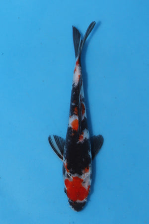 Elite Koi Winter Grow-Out: 35 Showa & 15 Sanke from Maruhiro - Showa