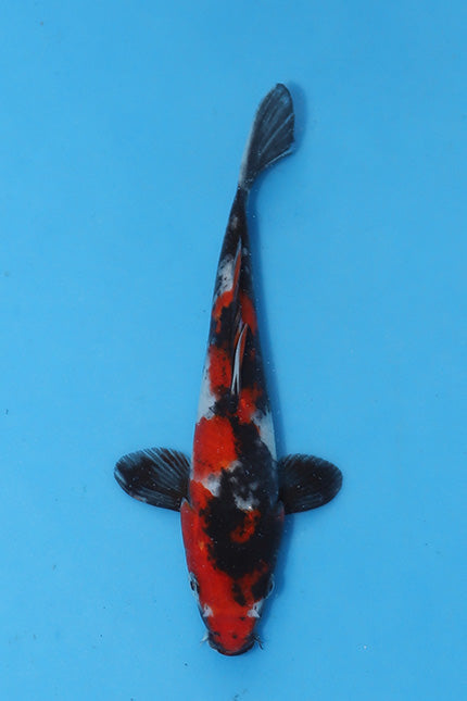 Elite Koi Winter Grow-Out: 35 Showa & 15 Sanke from Maruhiro - Showa