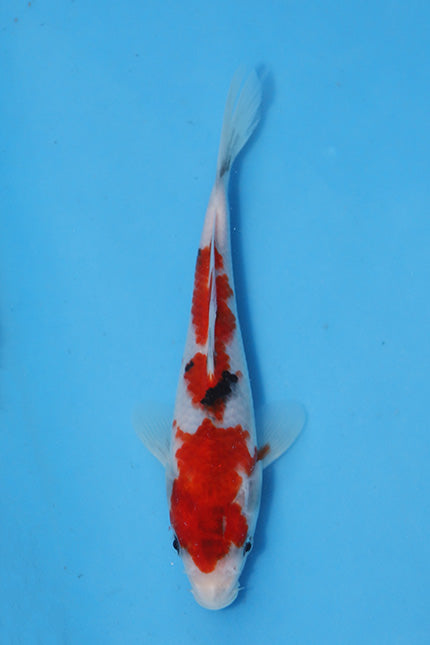 Elite Koi Winter Grow-Out: 35 Showa & 15 Sanke from Maruhiro - Sanke