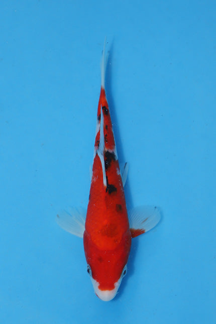 Elite Koi Winter Grow-Out: 35 Showa & 15 Sanke from Maruhiro - Sanke