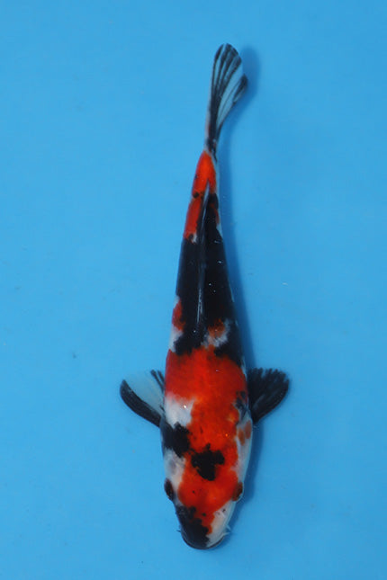 Showa Koi 20cm Nisai from Maruhiro Koi Farm Japan EK6774 available from Elite Koi UK