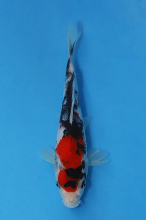 Elite Koi Winter Grow-Out: 35 Showa & 15 Sanke from Maruhiro - Showa