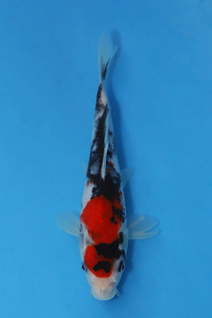 Elite Koi Winter Grow-Out: 35 Showa & 15 Sanke from Maruhiro - Showa
