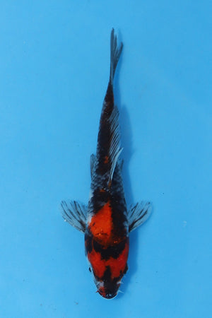 Elite Koi Winter Grow-Out: 35 Showa & 15 Sanke from Maruhiro - Showa