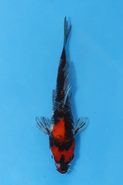 Elite Koi Winter Grow-Out: 35 Showa & 15 Sanke from Maruhiro - Showa