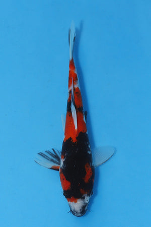 Elite Koi Winter Grow-Out: 35 Showa & 15 Sanke from Maruhiro - Showa