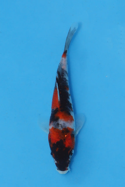 Elite Koi Winter Grow-Out: 35 Showa & 15 Sanke from Maruhiro - Showa