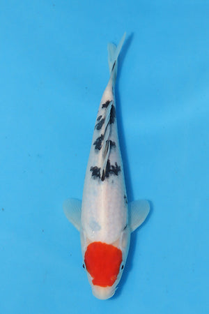 Tancho Sanke - Marudo - Nisai - EK6791 - Koi  For Sale