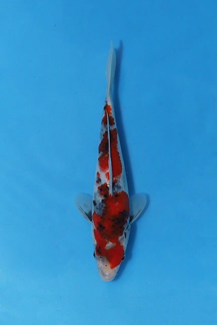 EK6793 - Showa - 27cm - Nisai - Sekaguchi -Koi For Sale 