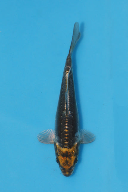 Kawarigoi Koi 17cm Nisai – Maruhiro (EK6428) | Japanese Koi UK