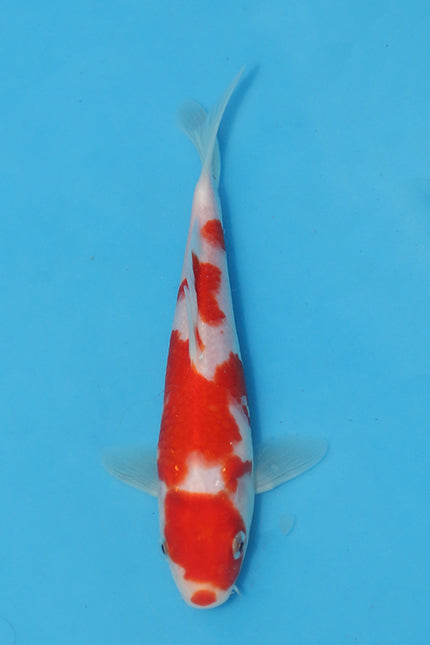 Kohaku