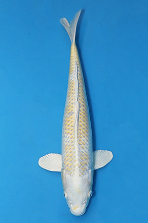 Hariwake