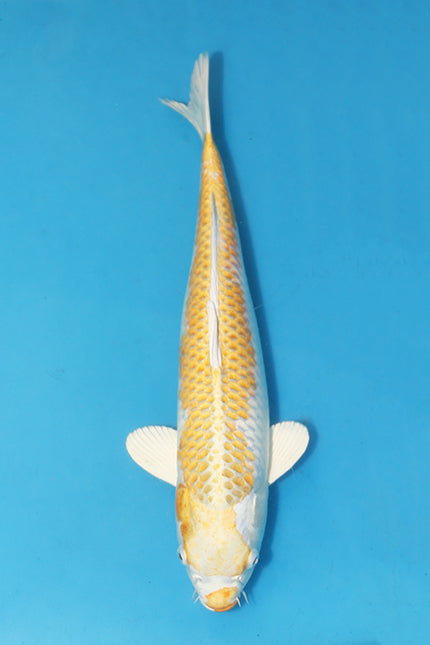 Lemon Hariwake - Tanaka - Yonsai - EK6929 - Koi Carp For Sale