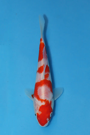 Kohaku