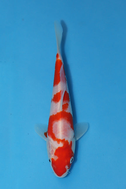 Kohaku