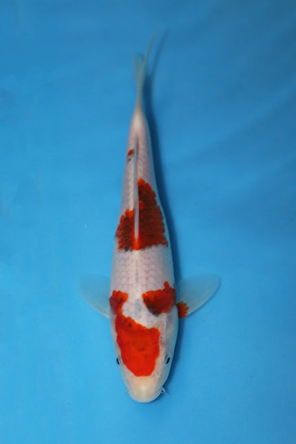 Budo Goromo EK6971