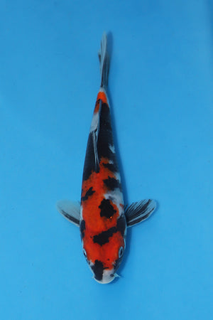 Showa Koi 24cm Nisai – Kase (EK6974)