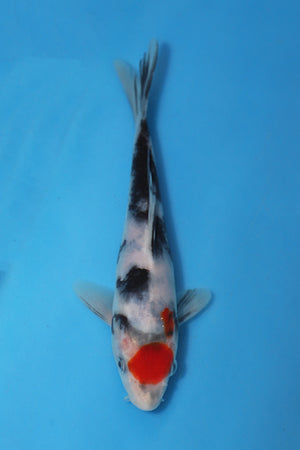 Showa Koi 20cm Nisai – Kase Maruten (EK6975)