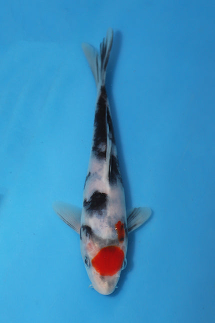 Showa Koi 20cm Nisai – Kase Maruten (EK6975)