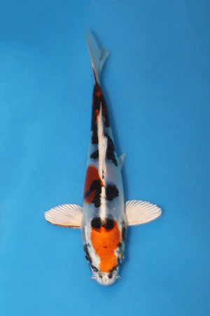 Yamato Nishiki Koi 17cm Nisai – Kase (EK6976)
