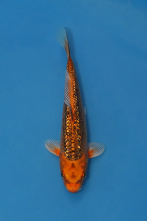 Gin Rin Kin Matsuba Koi 20cm Nisai – Maruhiro (EK6979)