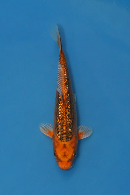 Gin Rin Kin Matsuba Koi 20cm Nisai – Maruhiro (EK6979)