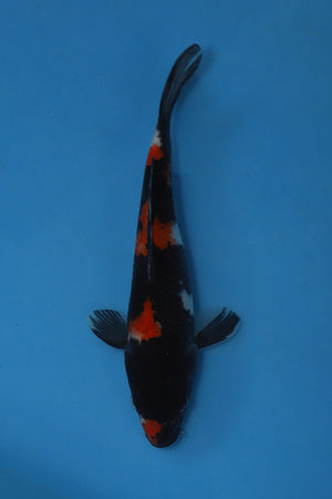 Showa Koi 22cm Nisai – Maruhiro (EK6980)