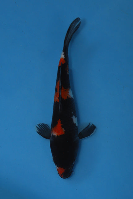 Showa Koi 22cm Nisai – Maruhiro (EK6980)