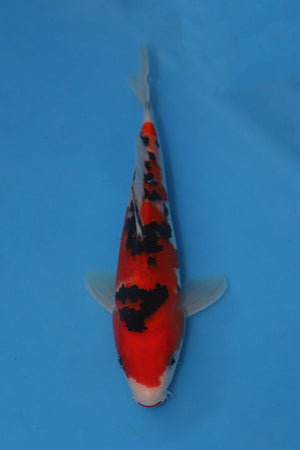 Sanke Koi 21cm Nisai – Maruhiro (EK6981)