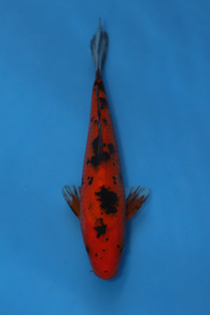 Aka Bekko Koi 20cm Tosai – Hosokai (EK6982)