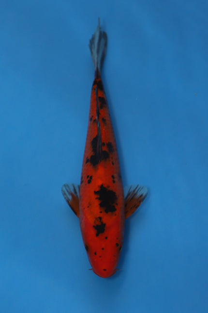 Aka Bekko Koi 20cm Tosai – Hosokai (EK6982)
