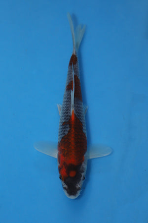 Koi fish with a red and white pattern on a blue background