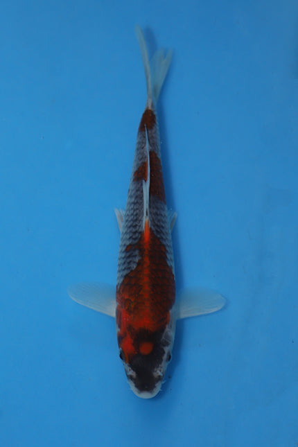 Koi fish with a red and white pattern on a blue background
