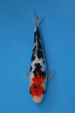 GinRin Showa Koi 24cm Jumbo Tosai – Hosokai (EK6990)