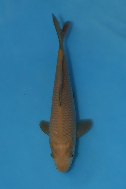 Chocolate Chagoi Koi 20cm Nisai – Maruhiro (EK7001) | Japanese Koi for Sale UK