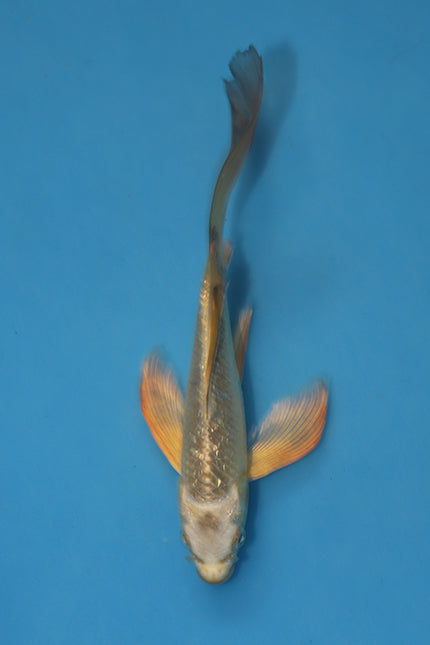 Long Fin Ginrin Mukashi Ogon Butterfly Koi 18cm Nisai – Yamasan (EK7004) | Japanese Koi UK