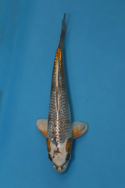 Kawarigoi Koi 24cm Nisai – Maruhiro (EK7006) | Japanese Koi for Sale UK