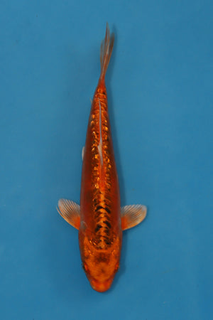 Kawarigoi Koi 21cm Nisai – Maruhiro (EK7007) | Japanese Koi for Sale UK