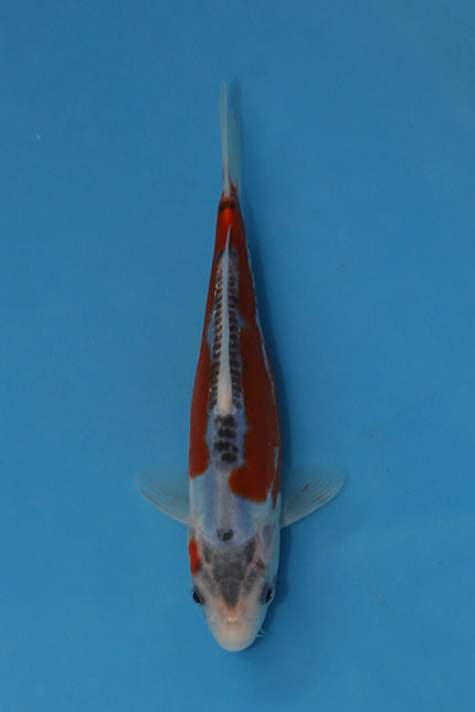 Shusui Koi 20cm Nisai – Maruhiro (EK7008) | Japanese Koi for Sale UK