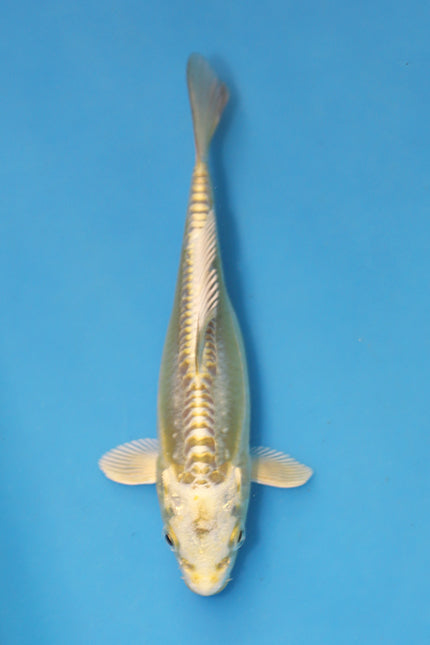 Doitsu Mukashi Ogon Koi 17cm Nisai – Maruhiro (EK7009) | Japanese Koi for Sale UK
