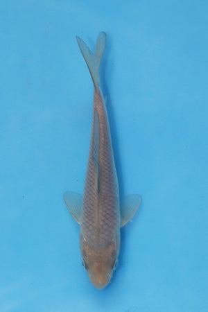 Soragoi Koi 17cm Nisai – Maruhiro (EK7010) | Japanese Koi for Sale UK