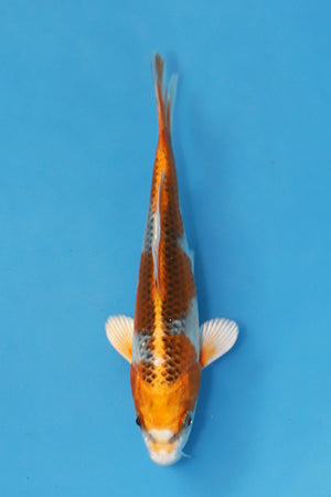 Kujaku Koi 17cm Nisai – Maruhiro (EK7011) | Japanese Koi for Sale UK