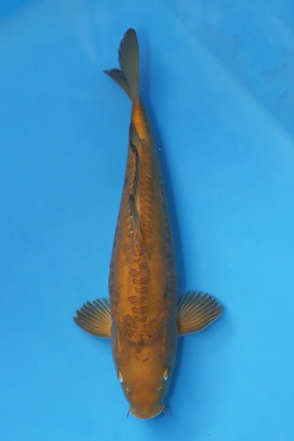 Doitsu Chagoi Aragoke Koi 37cm Nisai Male (EK7012) | Japanese Koi for Sale UK