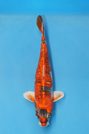 Doitsu Goshiki Aragoke Koi 35cm Nisai – Yamasan (EK7013) | Japanese Koi for Sale UK